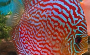 Discus Special Battenberg