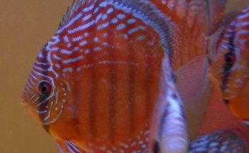 Discus Special Battenberg