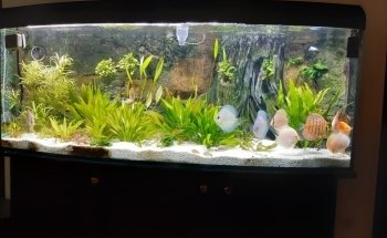 Discus Special Battenberg