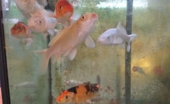 Zoo Samen Steinmann