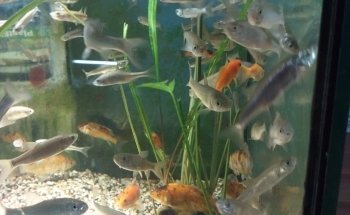 Zoo Samen Steinmann