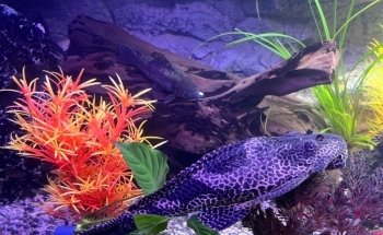 Aquarienkontor (Süß- und Meerwasseraquarien, LED-Beleuchtungen, Filter uvm).