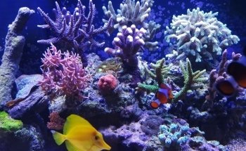 Aquarienkontor (Süß- und Meerwasseraquarien, LED-Beleuchtungen, Filter uvm).
