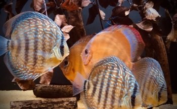 Aquarienkontor (Süß- und Meerwasseraquarien, LED-Beleuchtungen, Filter uvm).