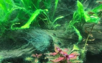Aquarienkontor (Süß- und Meerwasseraquarien, LED-Beleuchtungen, Filter uvm).