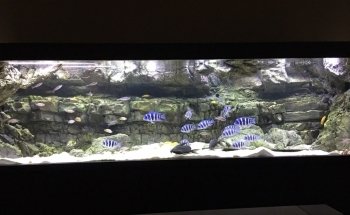 Aquarienkontor (Süß- und Meerwasseraquarien, LED-Beleuchtungen, Filter uvm).