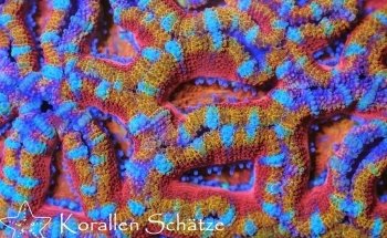 Coral Treasures