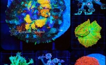 Korallen Schätze