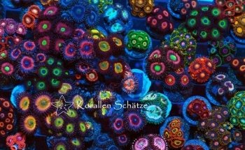 Korallen Schätze