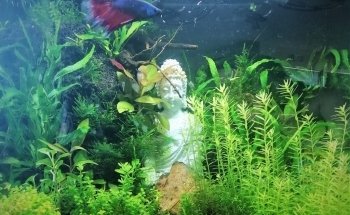 Shrimp Garden-Bavaria
