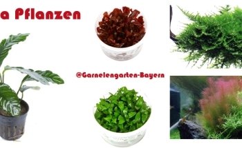 Garnelengarten-Bayern