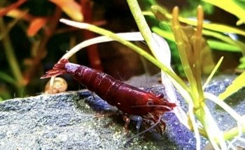 Koalas Shrimp