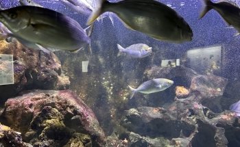 Aquarium