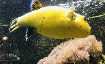 Aquarium