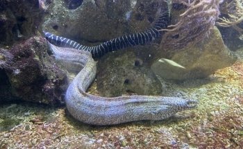Aquarium
