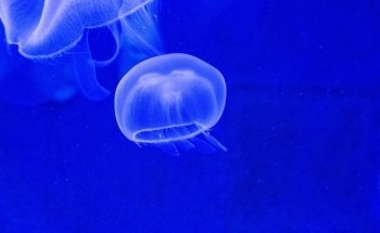 Aquarium
