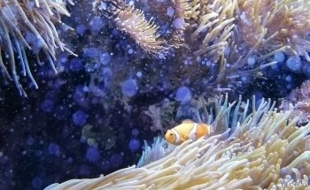 Aquarium