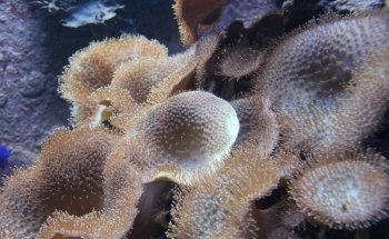 Aquarium