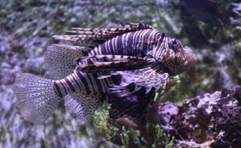 Aquarium