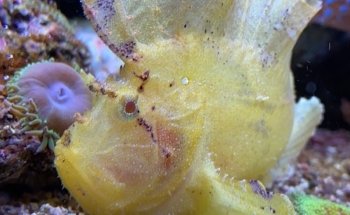 Seewasseraquaristik Wagner