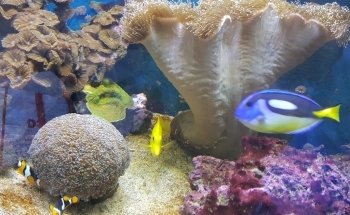 Seewasseraquaristik Wagner