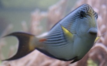 Seewasseraquaristik Wagner