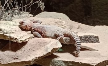 Tetra-Aquarium und Terrarium im Zoo Osnabrück