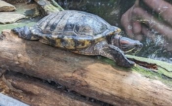 Tetra-Aquarium und Terrarium im Zoo Osnabrück