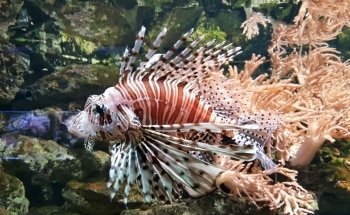 Tetra-Aquarium und Terrarium im Zoo Osnabrück
