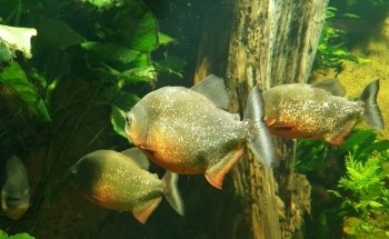 Tetra-Aquarium und Terrarium im Zoo Osnabrück