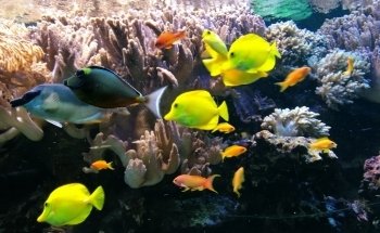 Tetra-Aquarium und Terrarium im Zoo Osnabrück