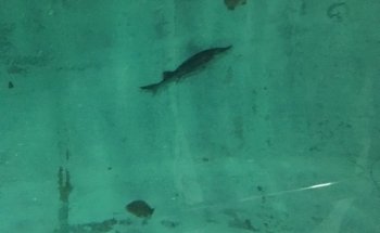 Estación de Ecología Acuática