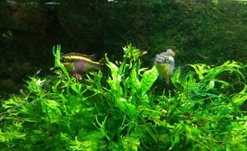 Aquarium Recklinghausen Süd e.V.