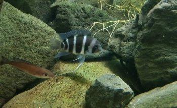 Aquarium Recklinghausen Süd e.V.