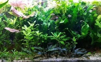 Aquarium Recklinghausen Süd e.V.