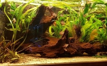 Aquarium Recklinghausen Süd e.V.