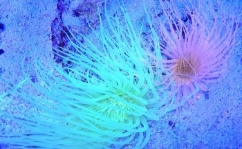 MeerWasserWelt - RiffSystem Riffkeramik