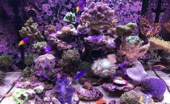 MeerWasserWelt - RiffSystem Riffkeramik