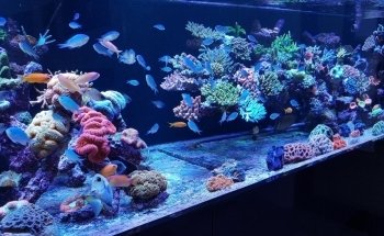 MeerWasserWelt - RiffSystem Riffkeramik