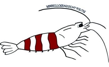 Wirbellosenzucht Ritter