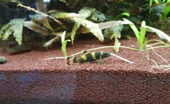 Wirbellosenzucht Ritter