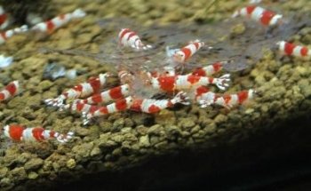 Wirbellosenzucht Ritter