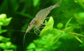 Wirbellosenzucht Ritter