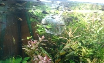 Wirbellosenzucht Ritter