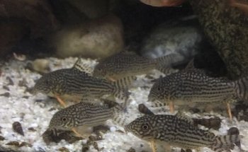 Wirbellosenzucht Ritter