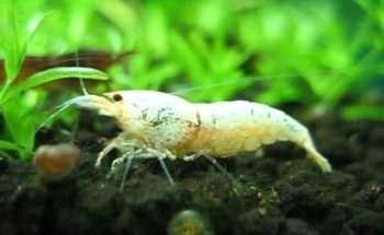 Wirbellosenzucht Ritter