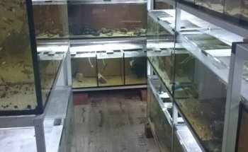 Ritter's Invertebrate Breeding
