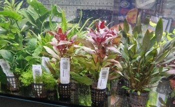 Aquaristikbedarf Waldmann