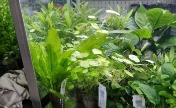 Aquaristikbedarf Waldmann
