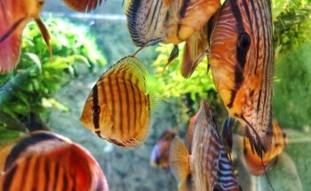 Aquaristikbedarf Waldmann